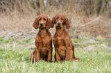 SETTER IRLANDAIS 222